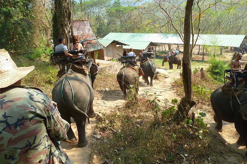 Elephant riding in Chiang Mai Province – Birds of a Feather